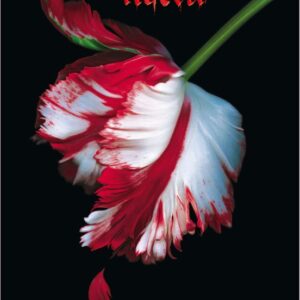 Libro Saga Crepusculo 2 Luna Nueva